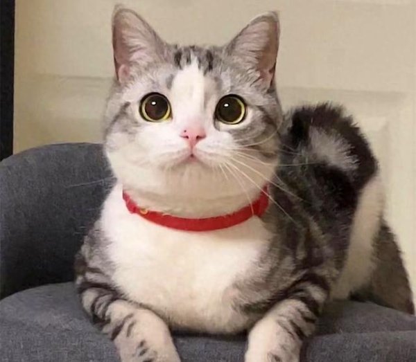 贝贝查 “比狗还忠诚的5种猫”，一生只认一个主人！